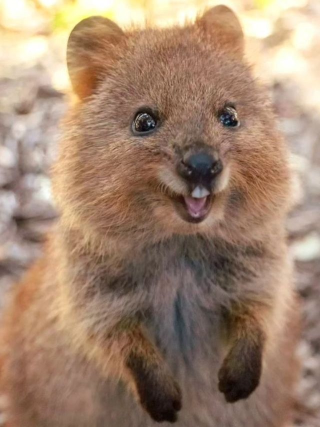 Conheça quokka: 'animal mais feliz do mundo'